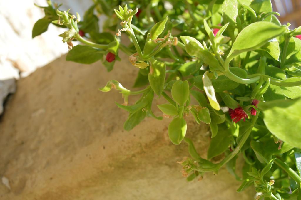 Agriturismo Casa Del Peperoncino Otranto Buitenkant foto